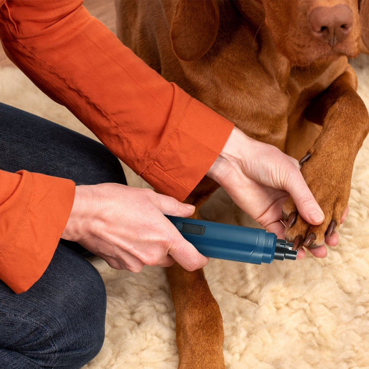 Person using a blue tool on a brown dog's paw on a beige carpet