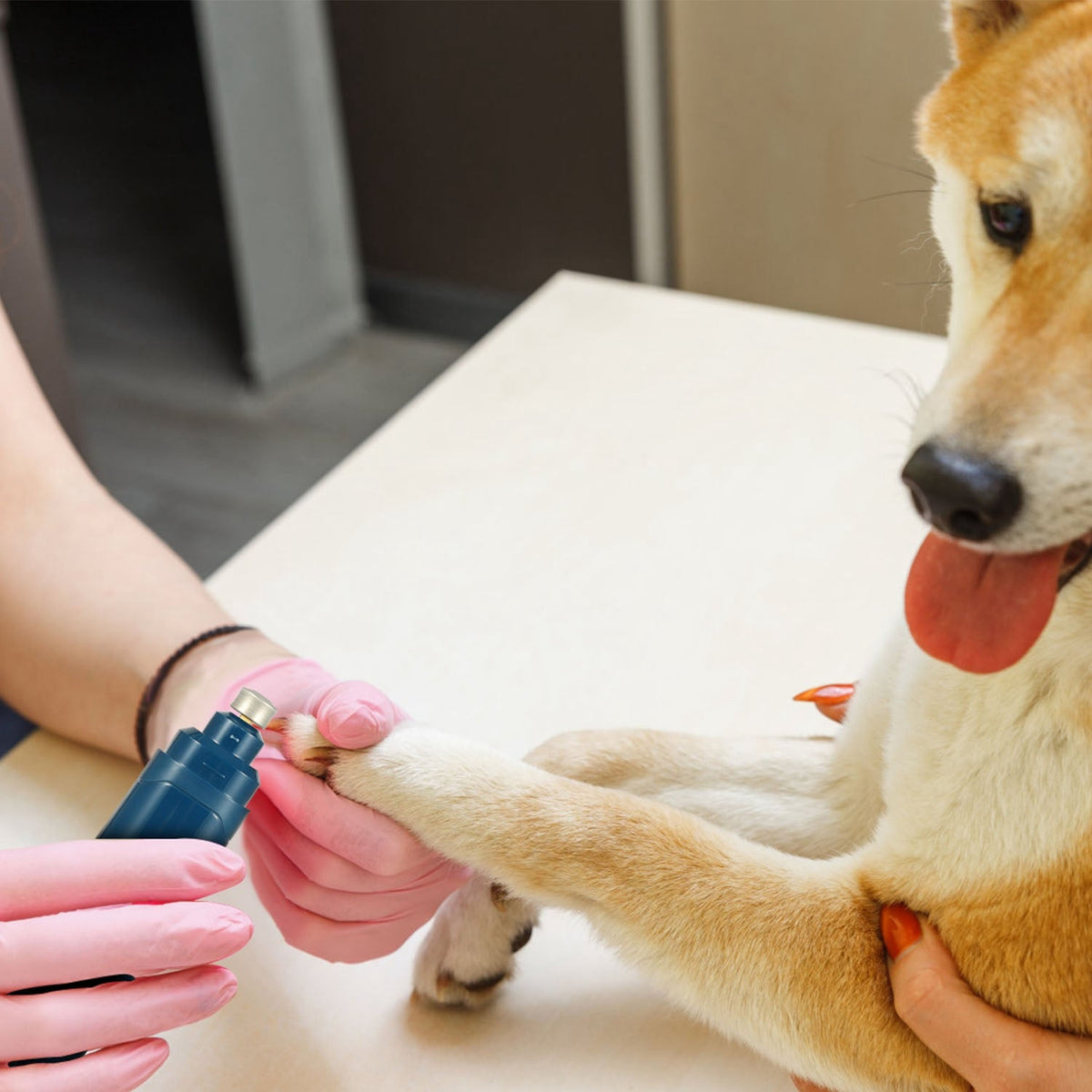 Person applying a product to a dog's paw with a focus on pet care.